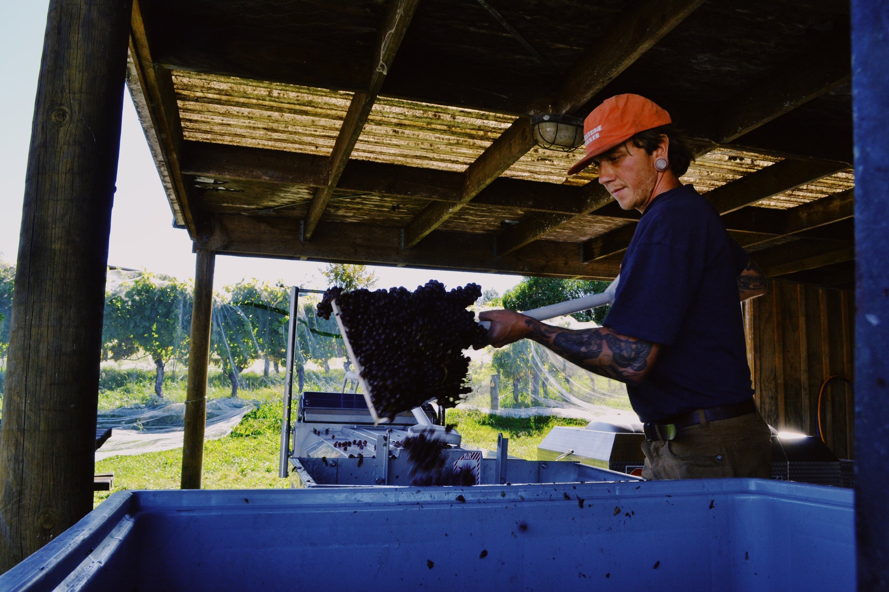 Wine making