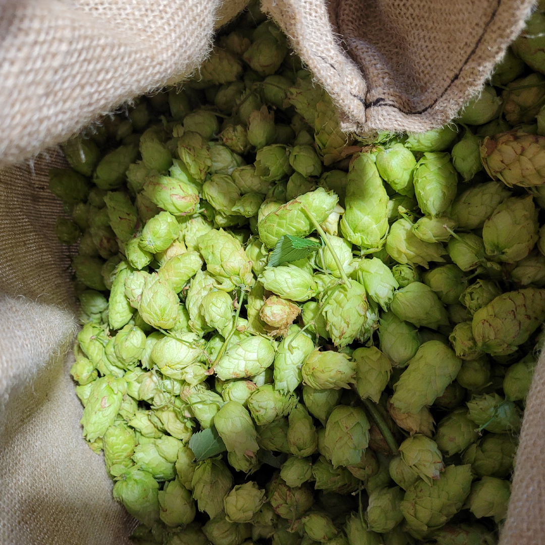 Hops in Motion: A Conversation with Urbanaut Brewery’s Dave Huff