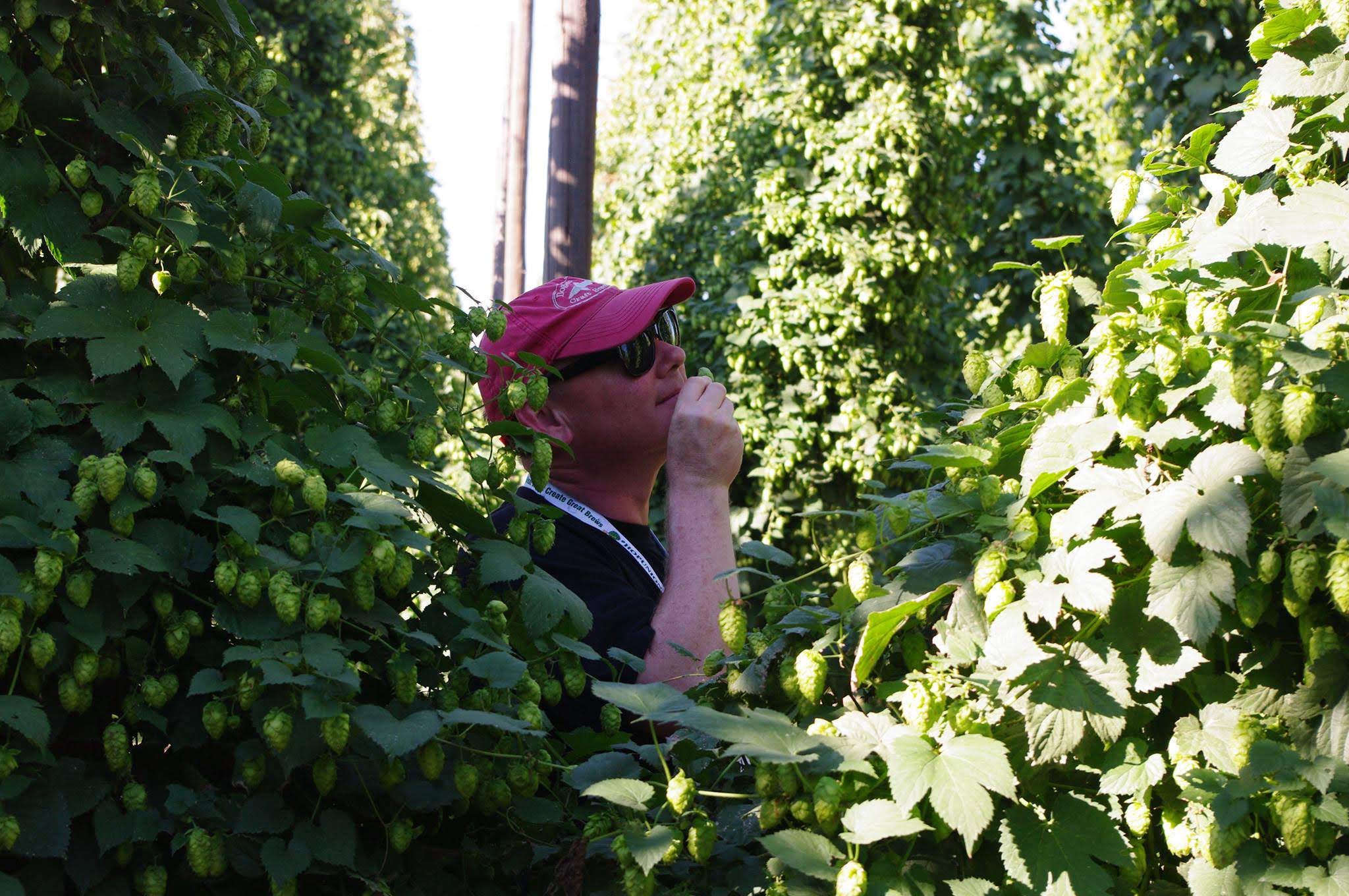 Fresh Hop is Beer at its most alive