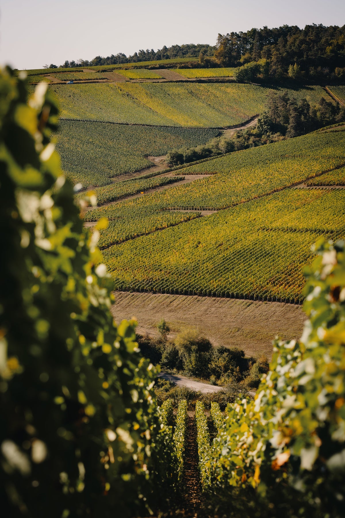 A tale of two doors: the wines of Alexandre Bonnet